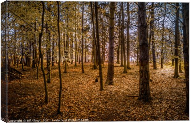 Golden woods. Canvas Print by Bill Allsopp