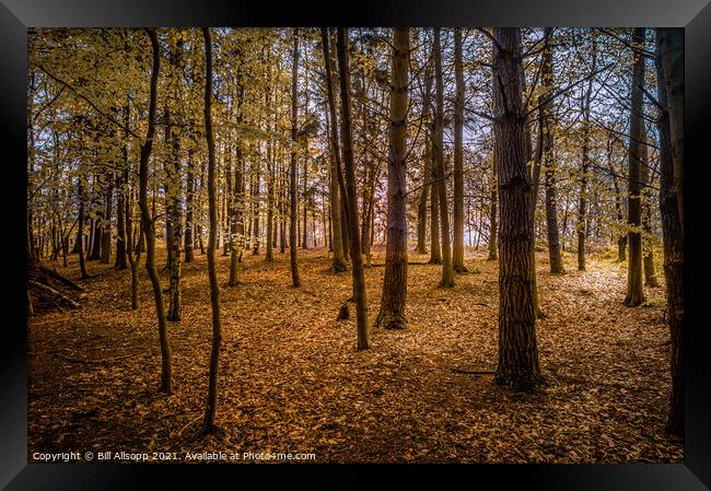 Golden woods. Framed Print by Bill Allsopp
