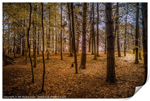 Golden woods. Print by Bill Allsopp