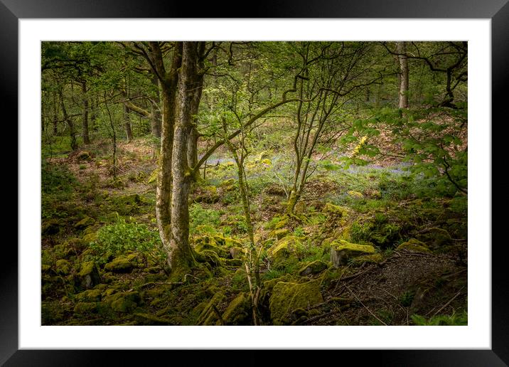 Bluebells (Hyacinthoides non-scripta)  Framed Mounted Print by chris smith