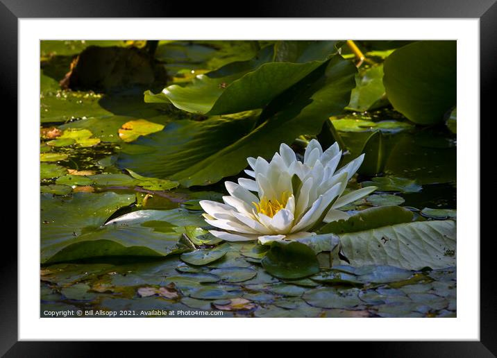 White Water Lily. Framed Mounted Print by Bill Allsopp