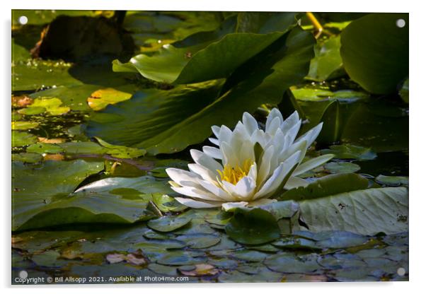 White Water Lily. Acrylic by Bill Allsopp