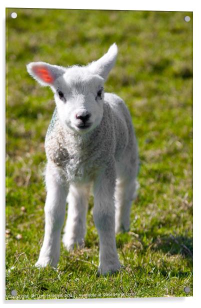 A Newborn Lamb, Carleton-In-Craven Acrylic by Tom Holmes