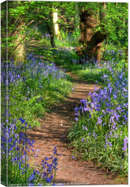 Bluebell Path Canvas Print by Tom Holmes