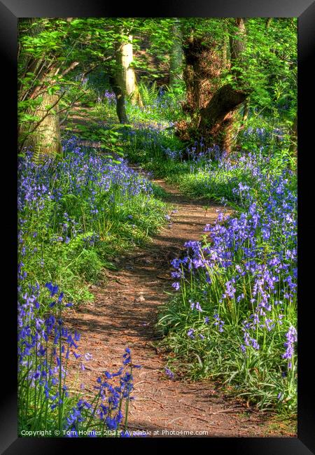 Bluebell Path Framed Print by Tom Holmes