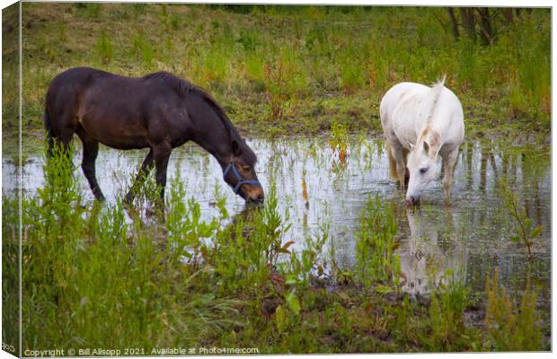 Horses grazing in a flooded field Canvas Print by Bill Allsopp