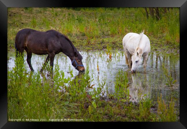 Horses grazing in a flooded field Framed Print by Bill Allsopp