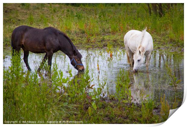 Horses grazing in a flooded field Print by Bill Allsopp
