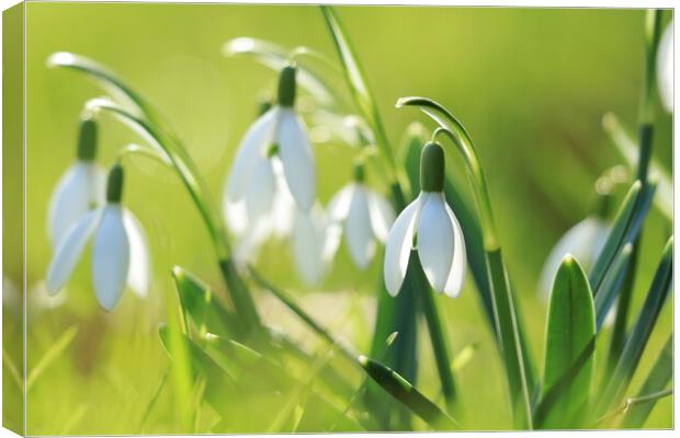 Snowdrops 1 Canvas Print by Angela Redrupp
