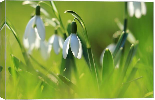 Snowdrops 2 Canvas Print by Angela Redrupp