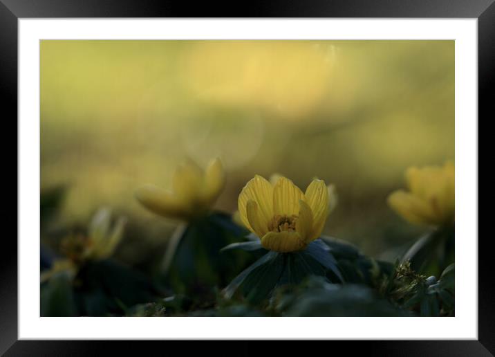Aconites 2 Framed Mounted Print by Angela Redrupp