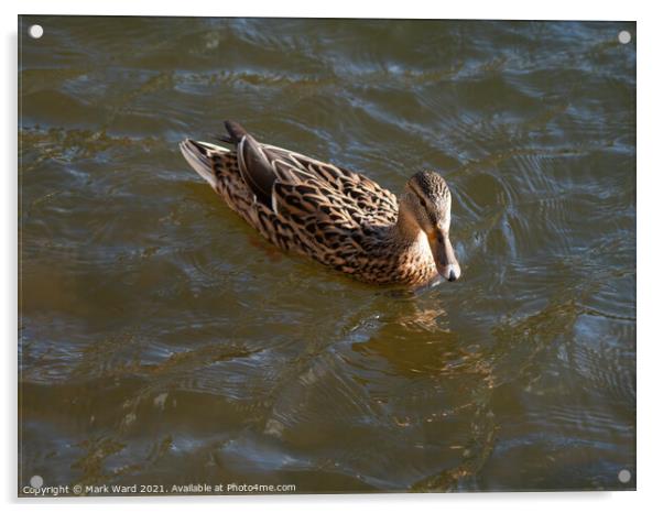 Female Mallard Duck Acrylic by Mark Ward