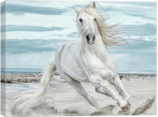 Camargue Stallion Cantering Head on in the Sand Pa Canvas Print by Helkoryo Photography