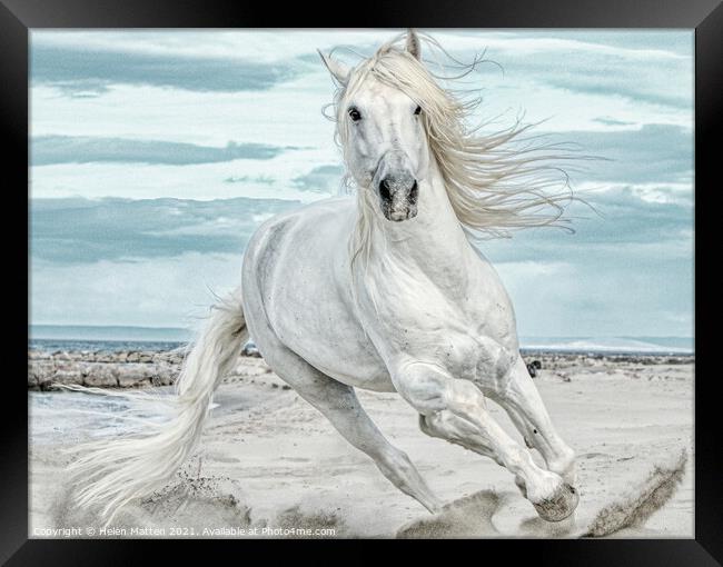 Camargue Stallion Cantering Head on in the Sand Pa Framed Print by Helkoryo Photography