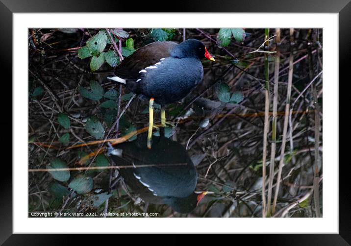 Moorhen Upon Reflection Framed Mounted Print by Mark Ward