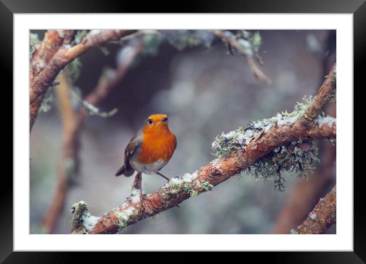 Robin Framed Mounted Print by Duncan Loraine