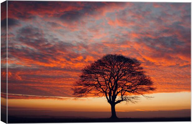 isolated tree at sunrise Canvas Print by Simon Johnson