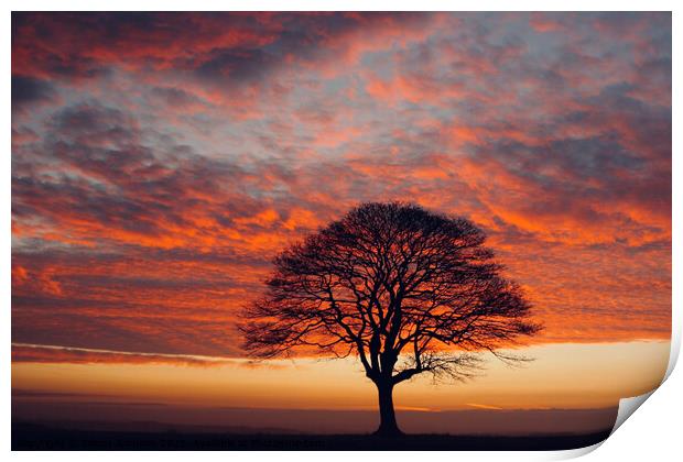 isolated tree at sunrise Print by Simon Johnson