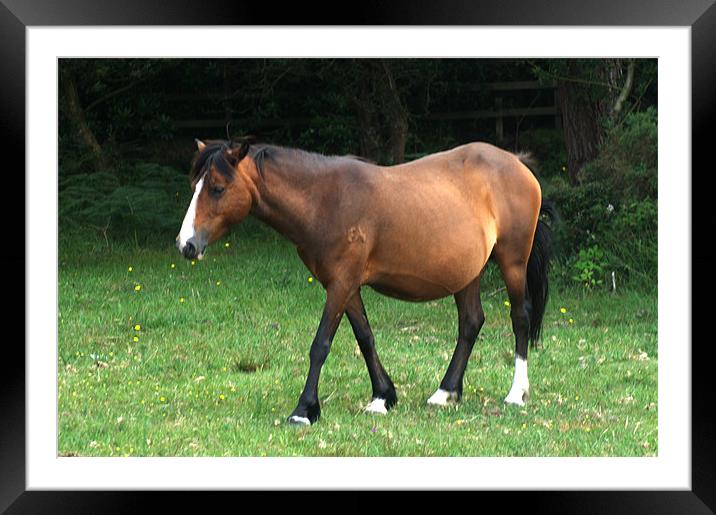 New Forest Pony 2 Framed Mounted Print by Chris Day