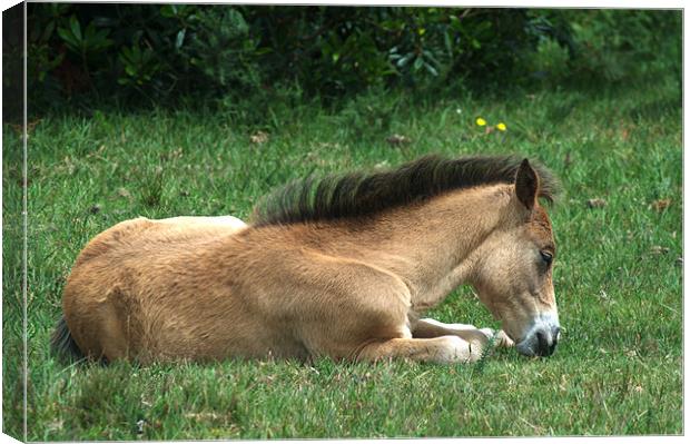 New Forest Pony sleeping Canvas Print by Chris Day