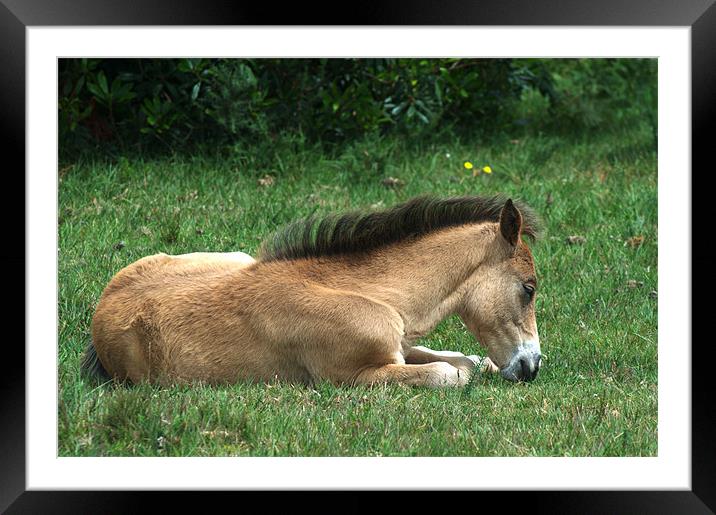 New Forest Pony sleeping Framed Mounted Print by Chris Day