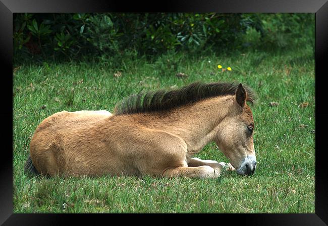 New Forest Pony sleeping Framed Print by Chris Day