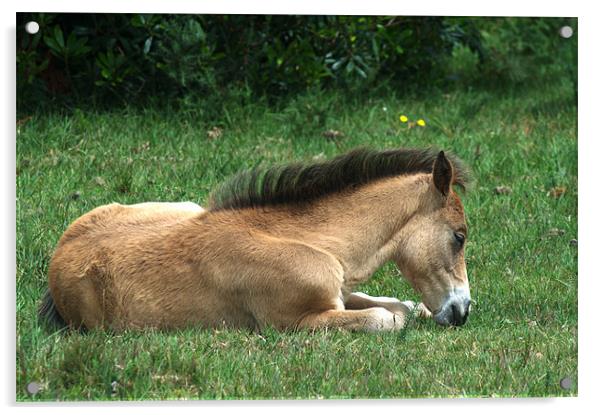 New Forest Pony sleeping Acrylic by Chris Day