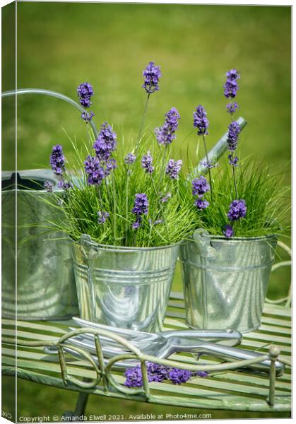 Pots Of Lavender Canvas Print by Amanda Elwell