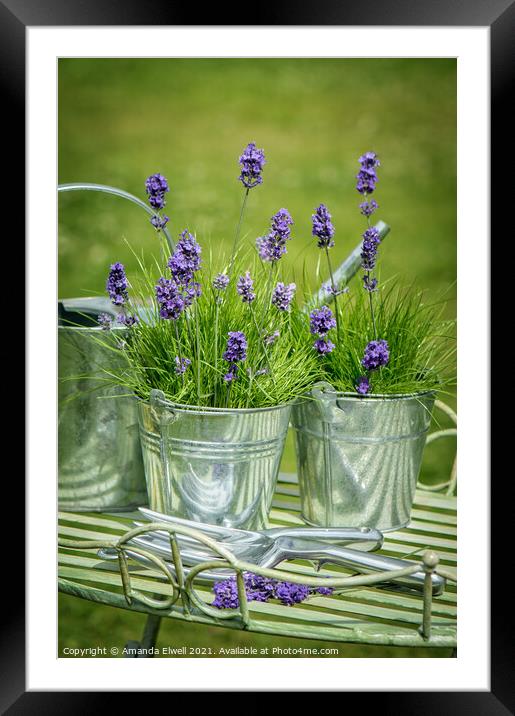 Pots Of Lavender Framed Mounted Print by Amanda Elwell