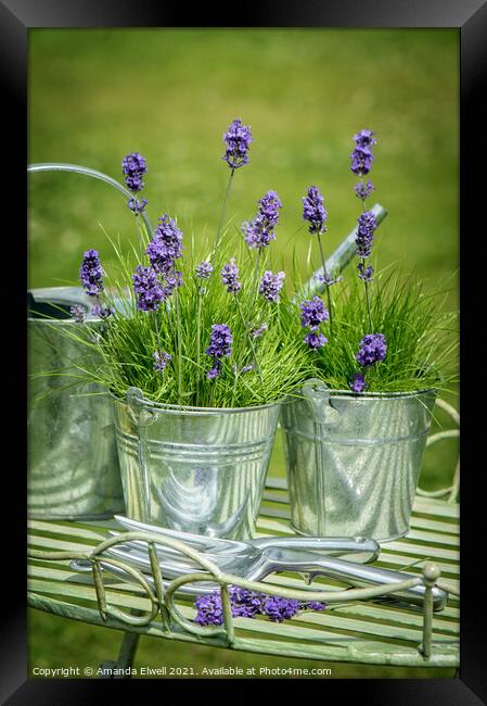 Pots Of Lavender Framed Print by Amanda Elwell