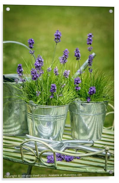 Pots Of Lavender Acrylic by Amanda Elwell