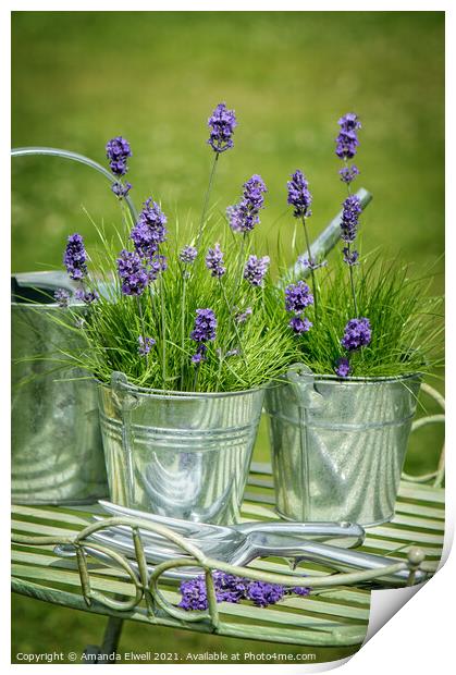 Pots Of Lavender Print by Amanda Elwell