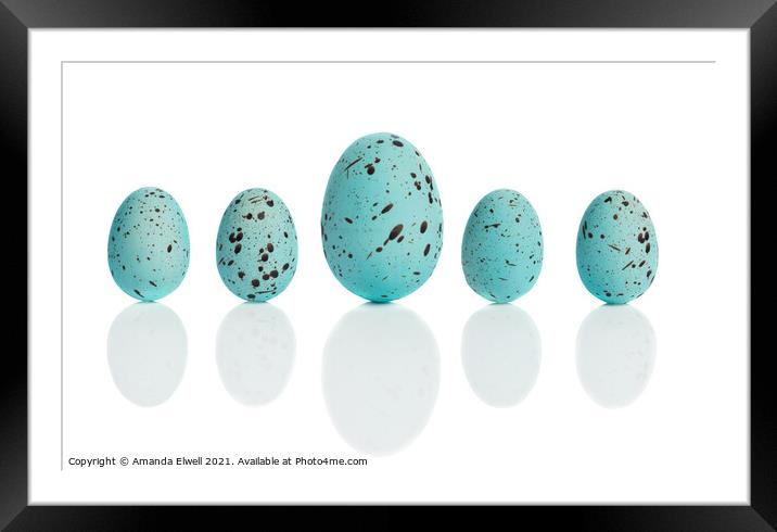 Row Of Blue Eggs Framed Mounted Print by Amanda Elwell