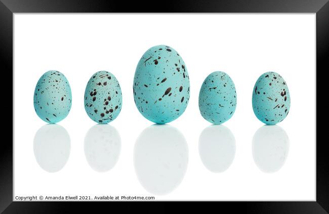 Row Of Blue Eggs Framed Print by Amanda Elwell