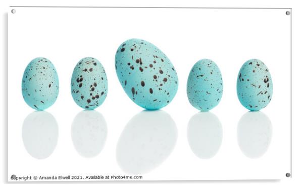 Row Of Eggs Acrylic by Amanda Elwell