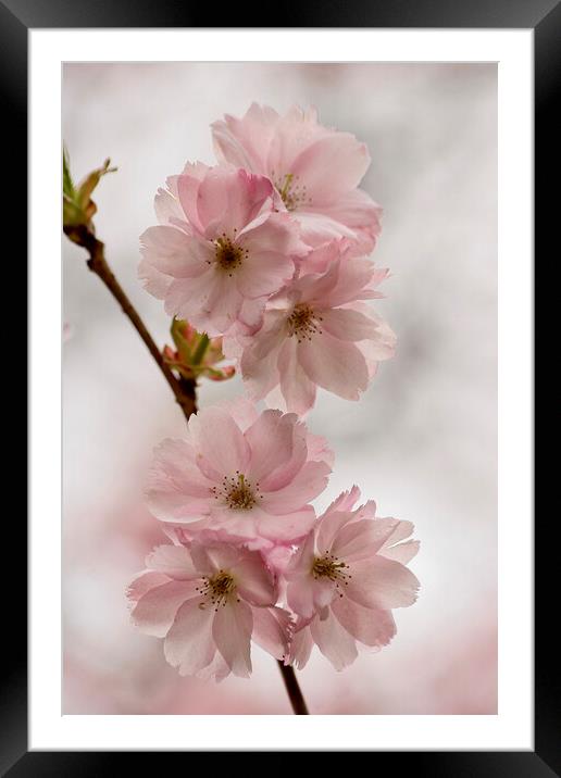 Blossom Framed Mounted Print by Simon Johnson