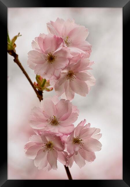 Blossom Framed Print by Simon Johnson