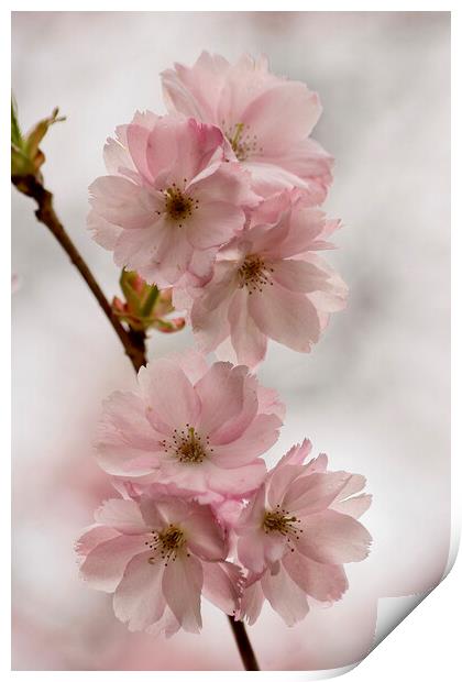 Blossom Print by Simon Johnson