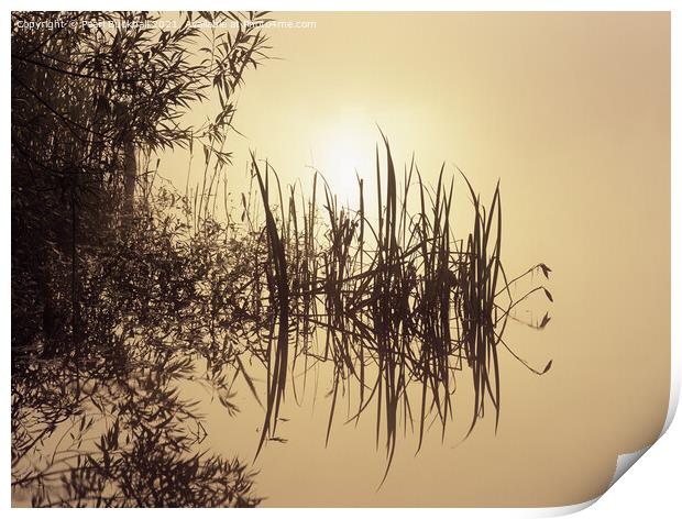 Waters Edge at Sunrise Tranquillity Print by Pearl Bucknall