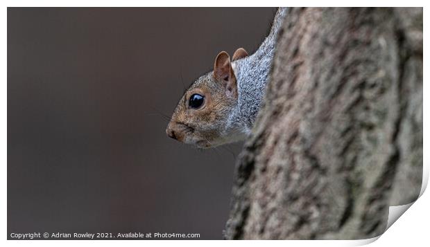 A close up of a grey squirrel  Print by Adrian Rowley