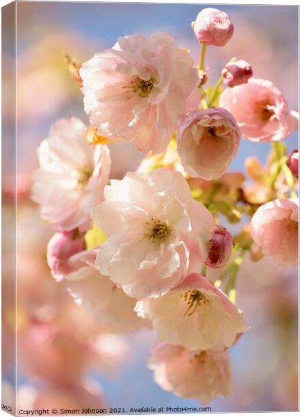 Spring Blossom Canvas Print by Simon Johnson