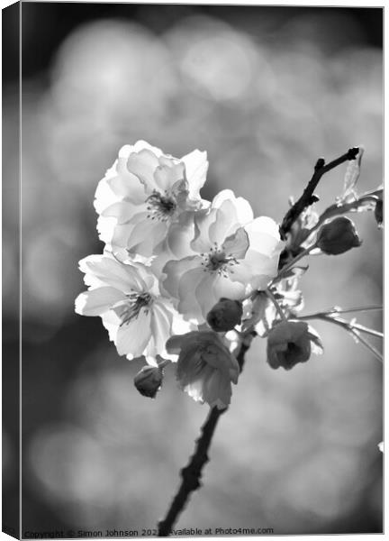 black and white Blossom Canvas Print by Simon Johnson