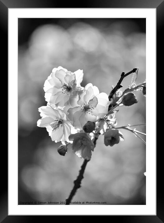 black and white Blossom Framed Mounted Print by Simon Johnson