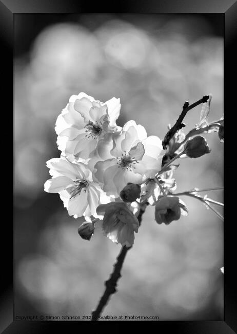 black and white Blossom Framed Print by Simon Johnson