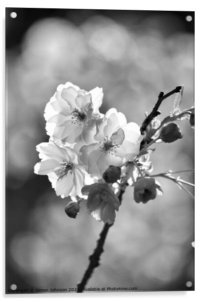 black and white Blossom Acrylic by Simon Johnson
