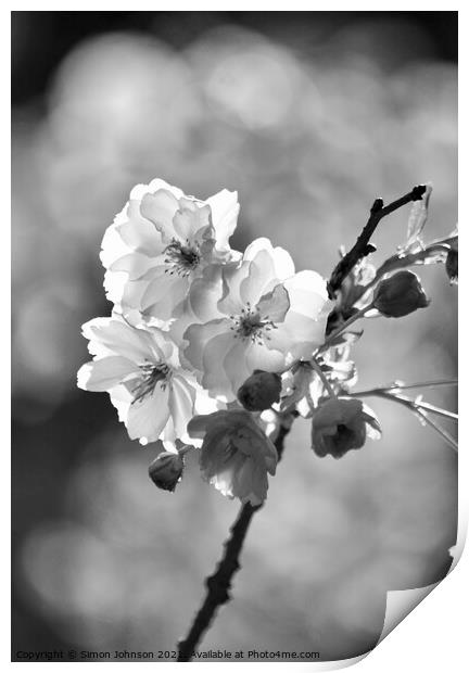 black and white Blossom Print by Simon Johnson