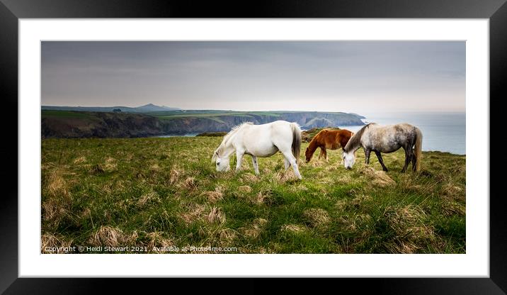 Pembrokeshire Ponies Framed Mounted Print by Heidi Stewart
