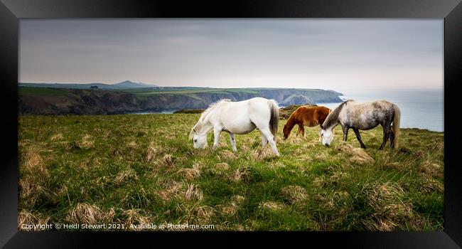 Pembrokeshire Ponies Framed Print by Heidi Stewart