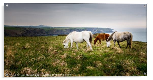 Pembrokeshire Ponies Acrylic by Heidi Stewart