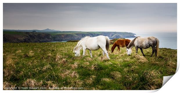 Pembrokeshire Ponies Print by Heidi Stewart